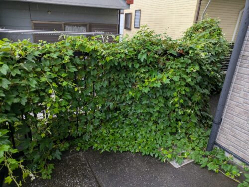 アパート柵に絡まる草除草前