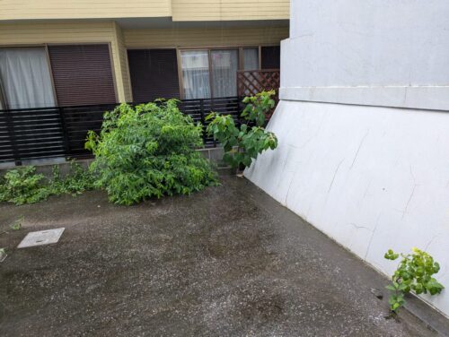 アパート側面2草むしり前