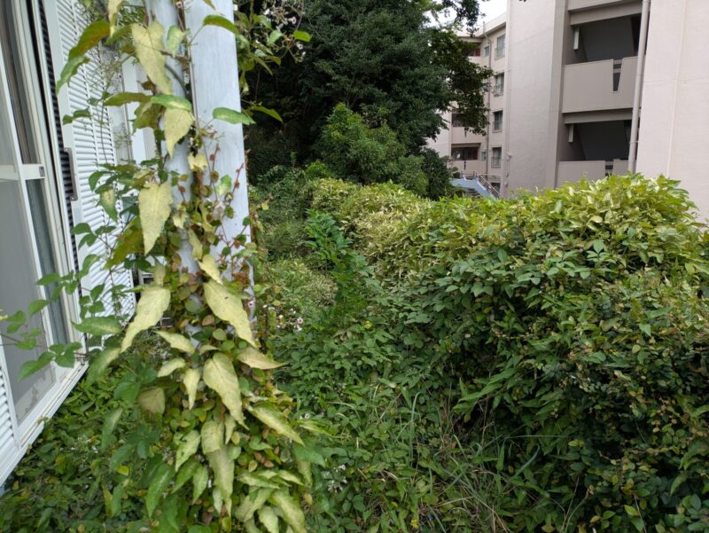 マンション周り南側フェンス刈り込み前