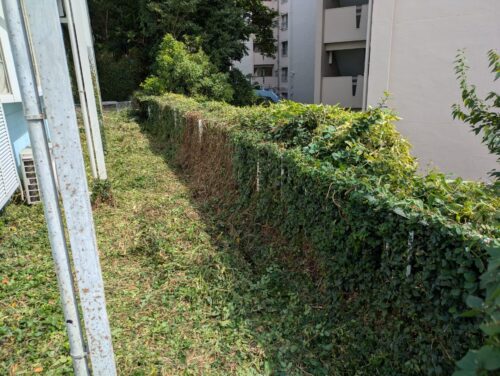 マンション周り南側フェンス刈り込み後