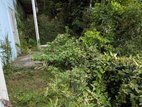 マンション周り南側フェンス刈り込み前2