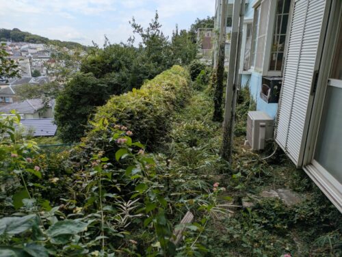 マンション周り南側フェンス刈り込み前別角度