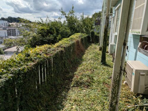 マンション周り南側フェンス刈り込み後別角度