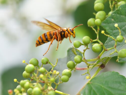 スズメバチのイメージ
