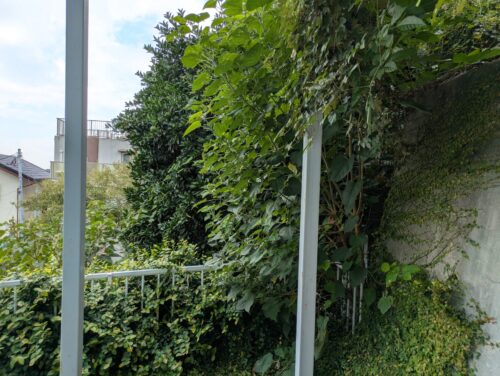 マンション周り西側刈り込み前