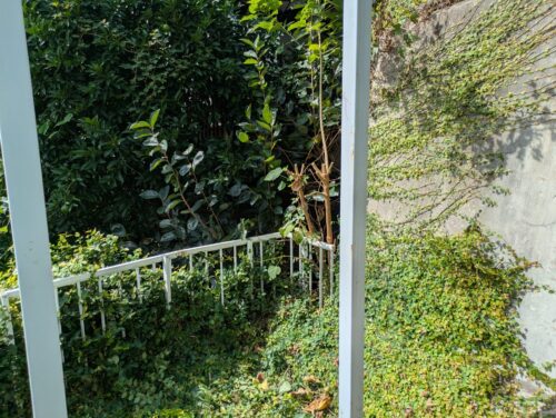 マンション周り西側刈り込み後