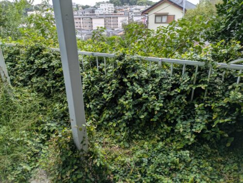 マンション周り西側フェンス刈り込み前