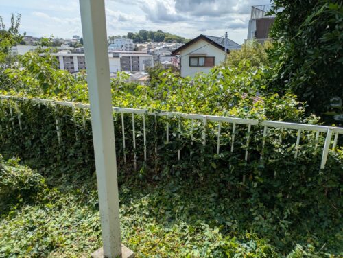マンション周り西側フェンス刈り込み後