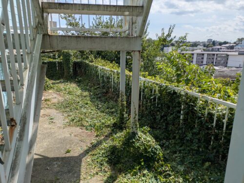 マンション周り階段下除草後