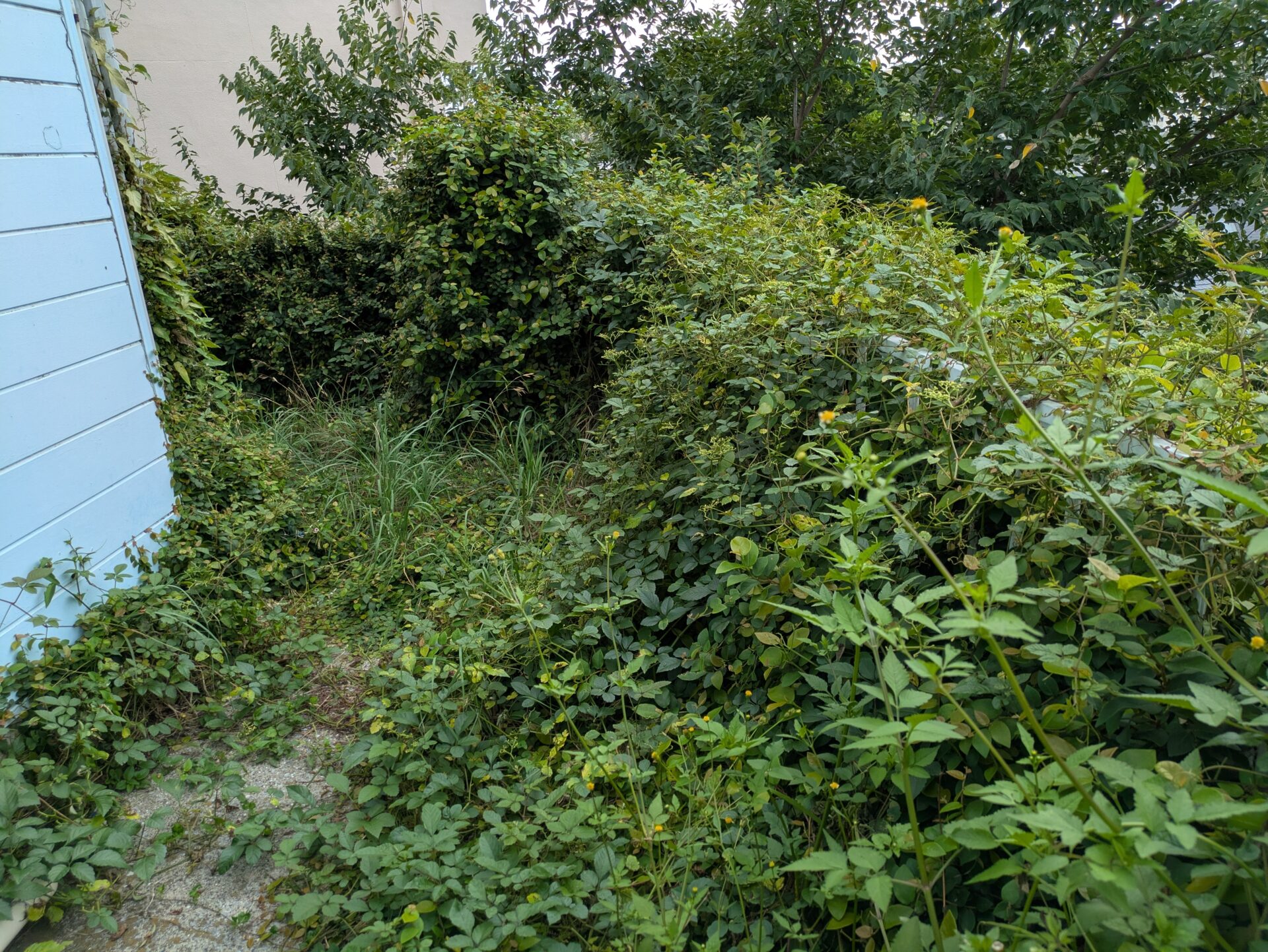 マンション周り角刈り込み前