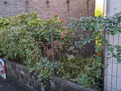 お庭北側フェンスツタ取り前