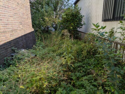 お庭東側草むしり前