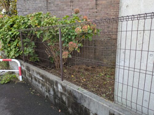 お庭北側フェンスツタ取り後