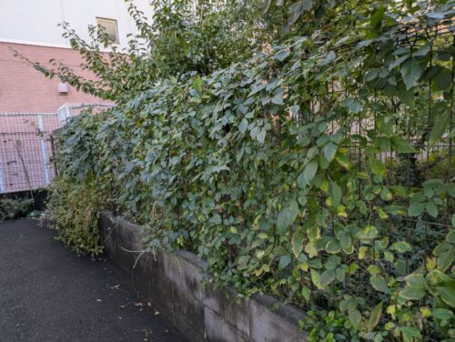 お庭東側フェンスツタ取り前