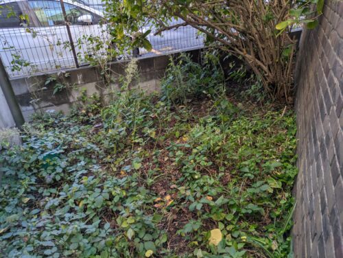 お庭北側草むしり前