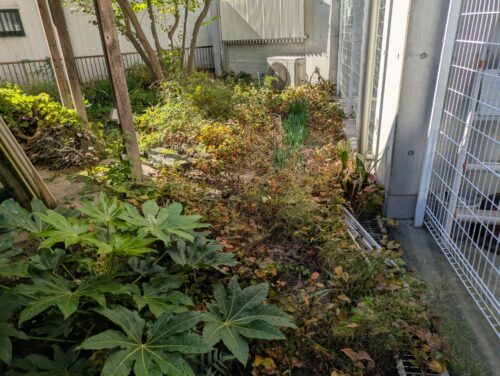 お庭西側草むしり前