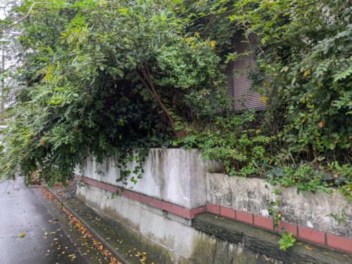家周り西側伐採、草刈り前