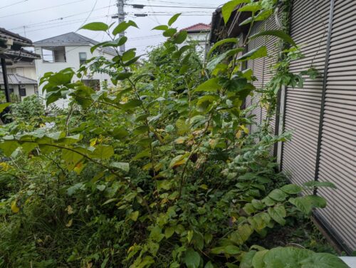 家周り南側庭伐採、草刈り前
