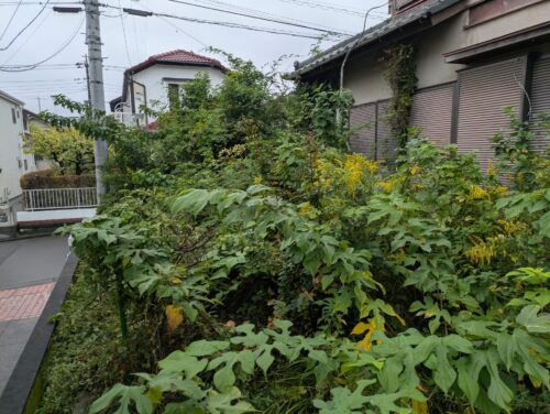 家周り南側庭伐採、草刈り前3