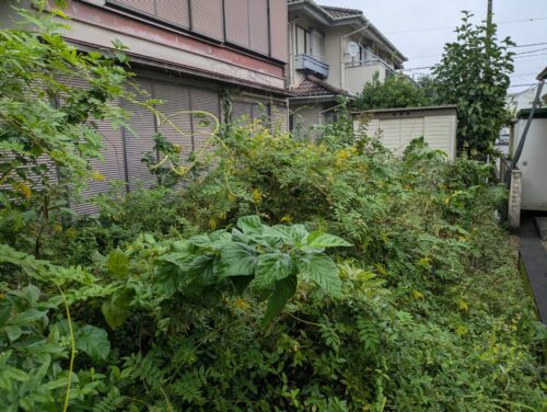家周り南側庭伐採、草刈り前5