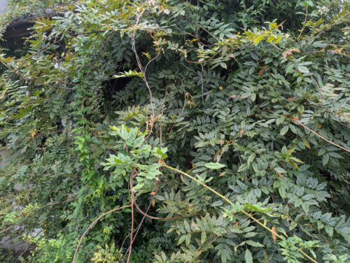 玄関付近伐採、草刈り前