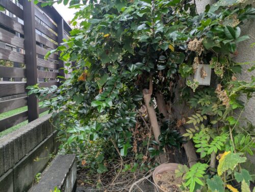 家周り北側伐採、草刈り前