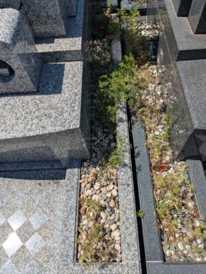 お墓右側草むしり前