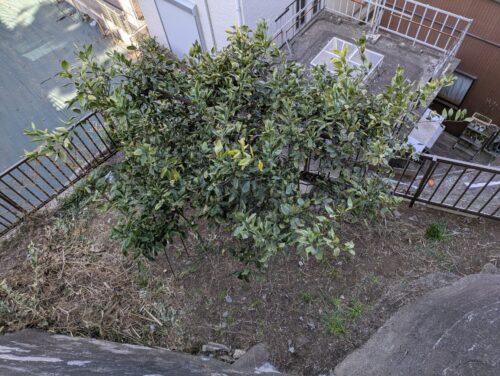 人工芝を敷く予定の場所(上から)