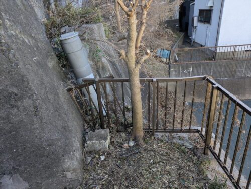 人工芝を敷く予定の場所にある木
