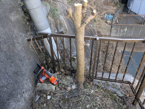 木をチェーンソーで伐採