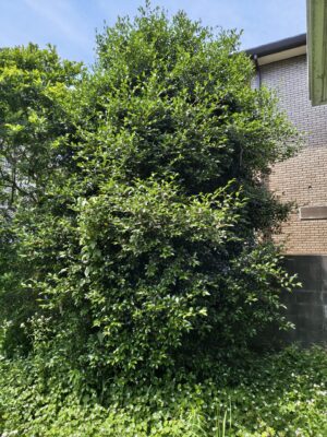 大きな木伐採前