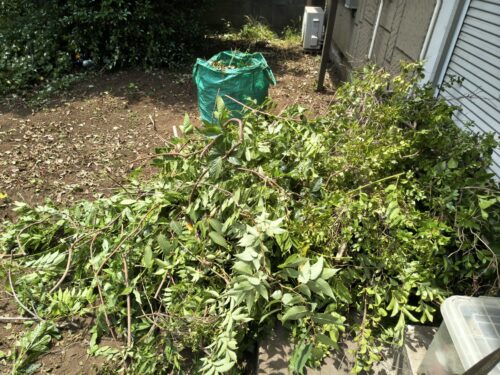 伐採後のツツジなど