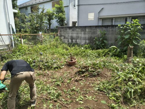 アジサイ伐採途中