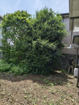 大きな木の伐採開始