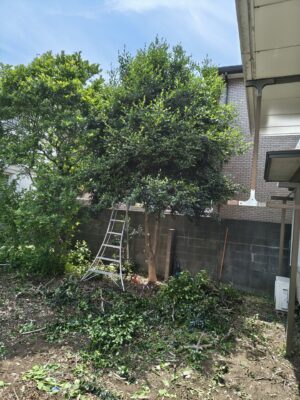 下部分の枝を払う