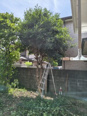 大きな木伐採途中