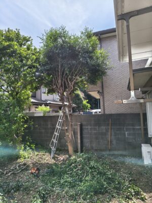 大きな木伐採途中2