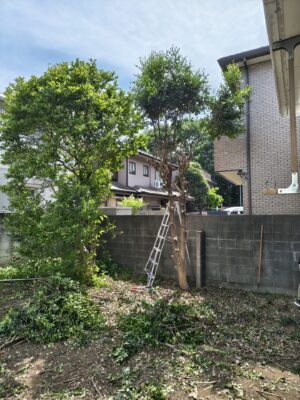 大きな木伐採途中3