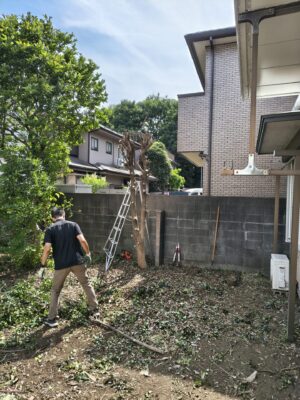 大きな木の枝を全て刈り込み