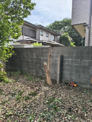 幹伐採途中