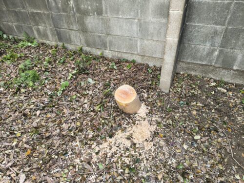 伐採後の切り株