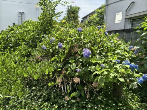 アジサイ伐採前