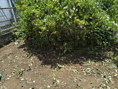 ツツジ周りの草刈り、草むしり