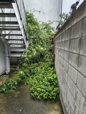 アパート奥で大きく伸びた笹