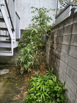 アパート奥の笹を伐採途中