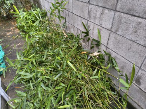 伐採した笹の束