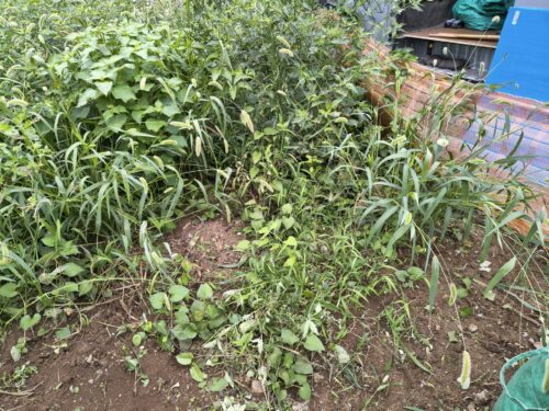 土は柔らかいので草を抜くのは比較的楽