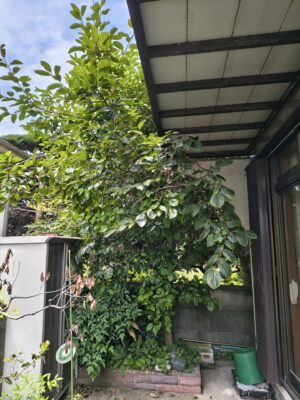 戸建ての伸びてしまった植木、剪定前