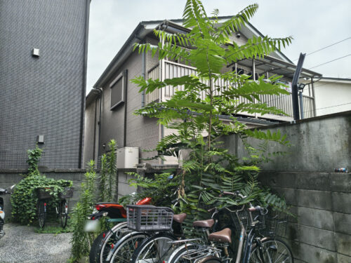 マンションで伸びすぎて隣敷地へ越境している木