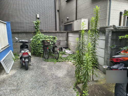 マンション駐輪場に生えいている草